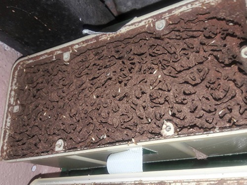 บริการกำจัดปลวก พัทยา